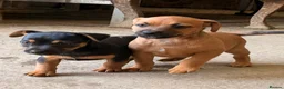Jack Russell dogs for sale: Eye catching Jack Russell pups, with rare colours - Advert 18