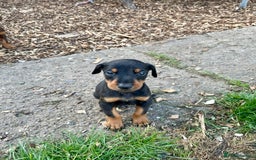 Dobermann dogs for sale: Doberman pups - Advert 11