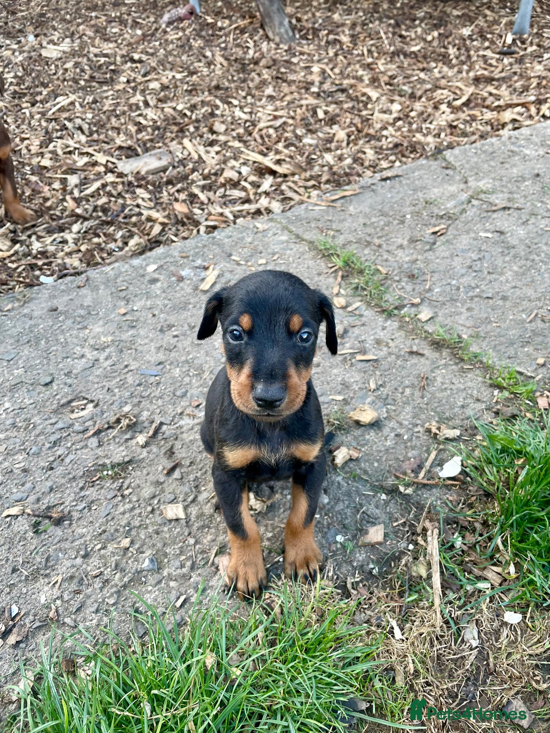 Dobermann dogs for sale: Doberman pups - Advert 11