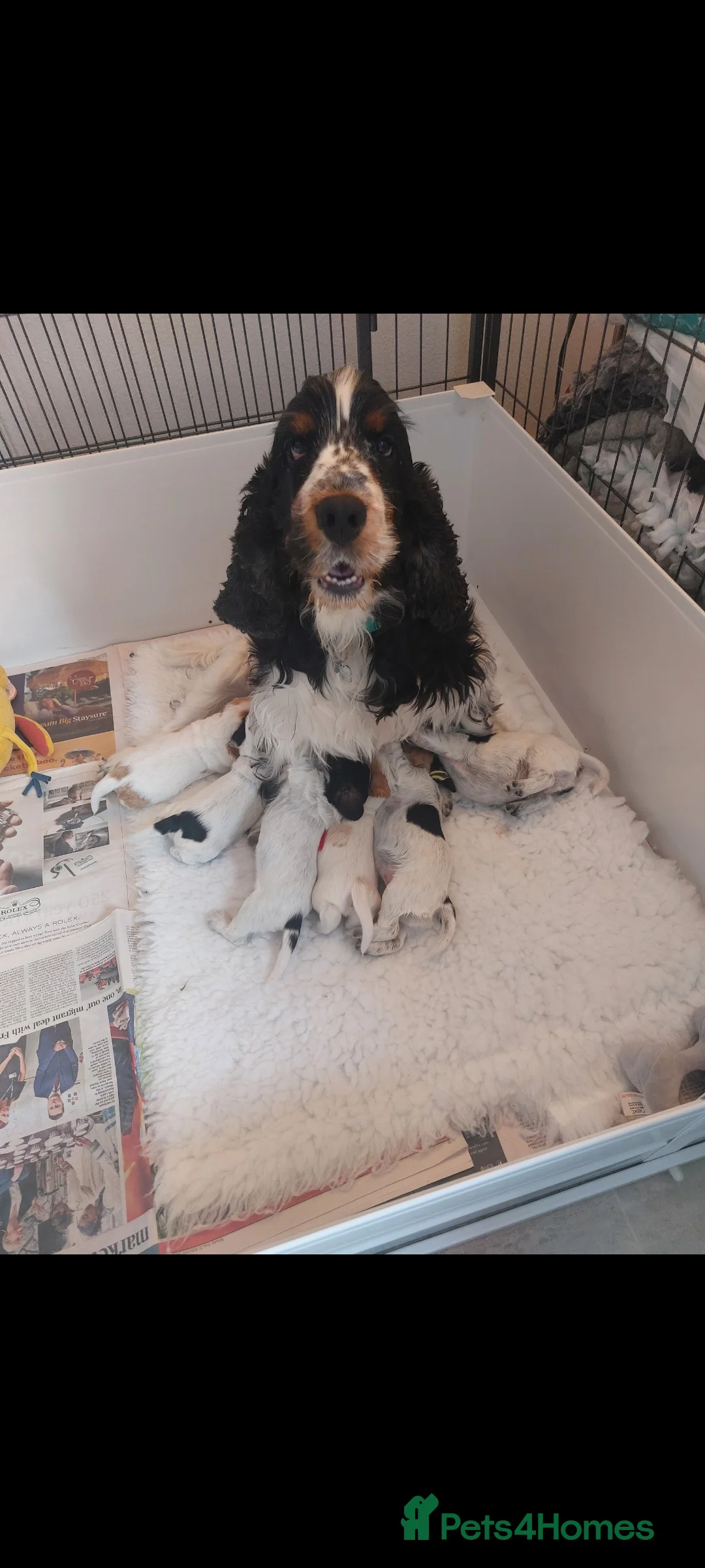 Cocker Spaniel dogs for sale: Show type Cocker Spaniel puppies  - Advert 2