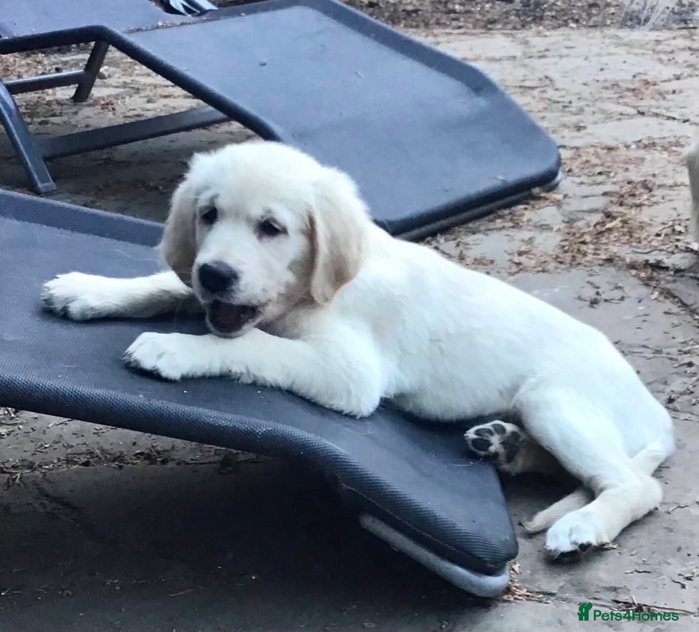 Golden Retriever dogs Champion lines fully vaccinated 2 boys ready now - Advert 1