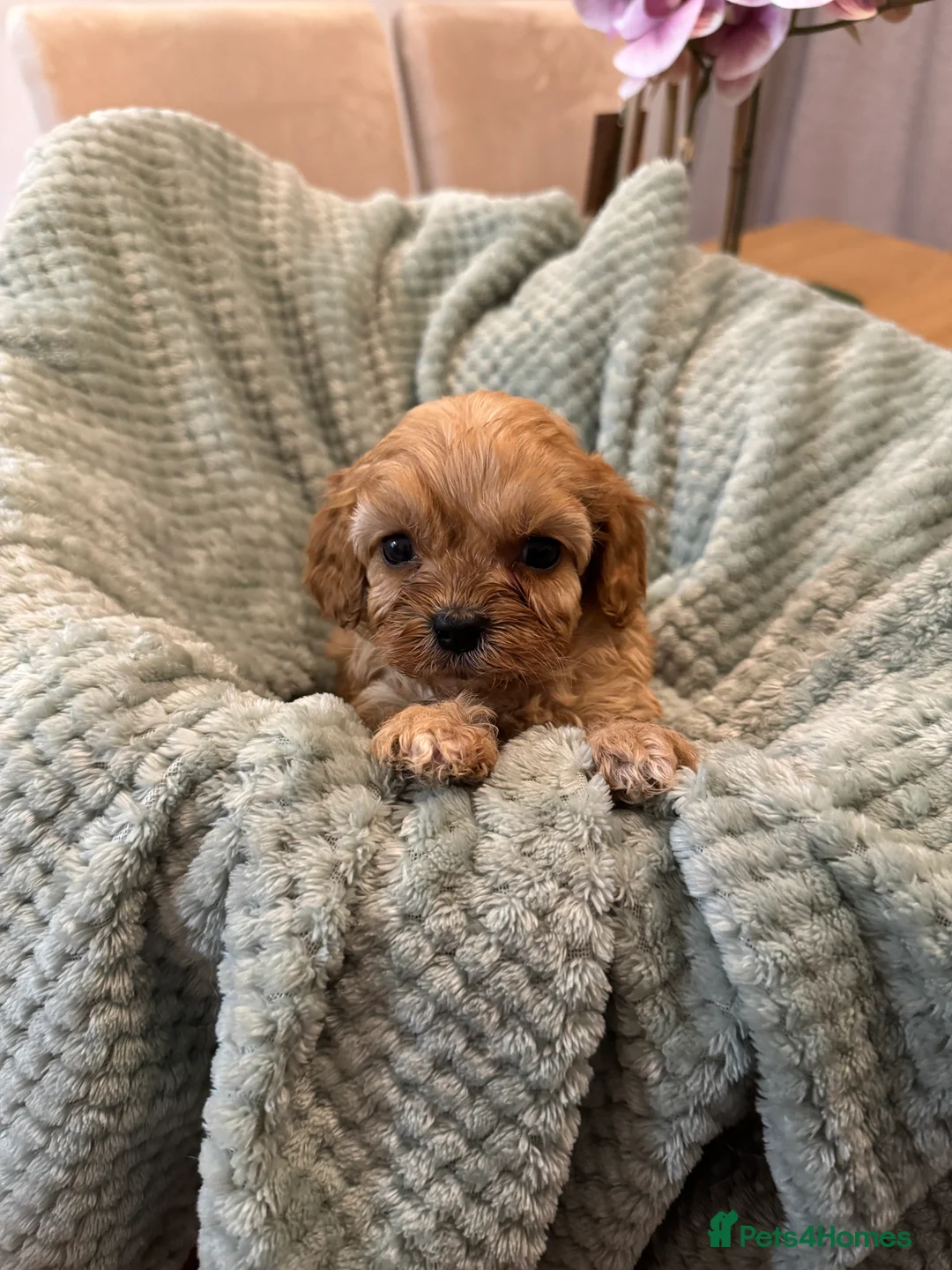 Cavapoo dogs for sale: Cavapoo puppies - Advert 5