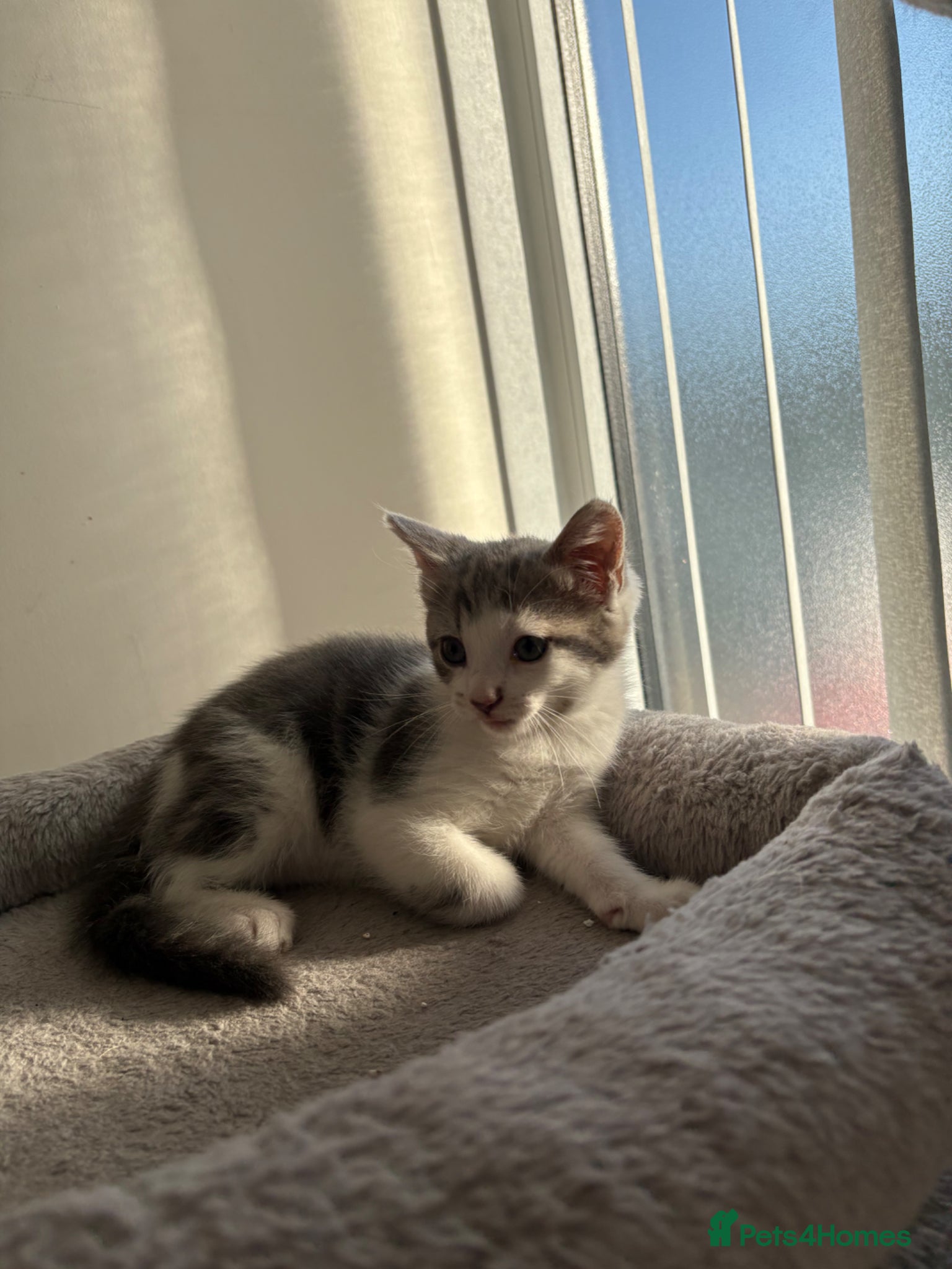 Mixed Breed cats 5 Adorable mixed breed kittens for sale. - Advert 2