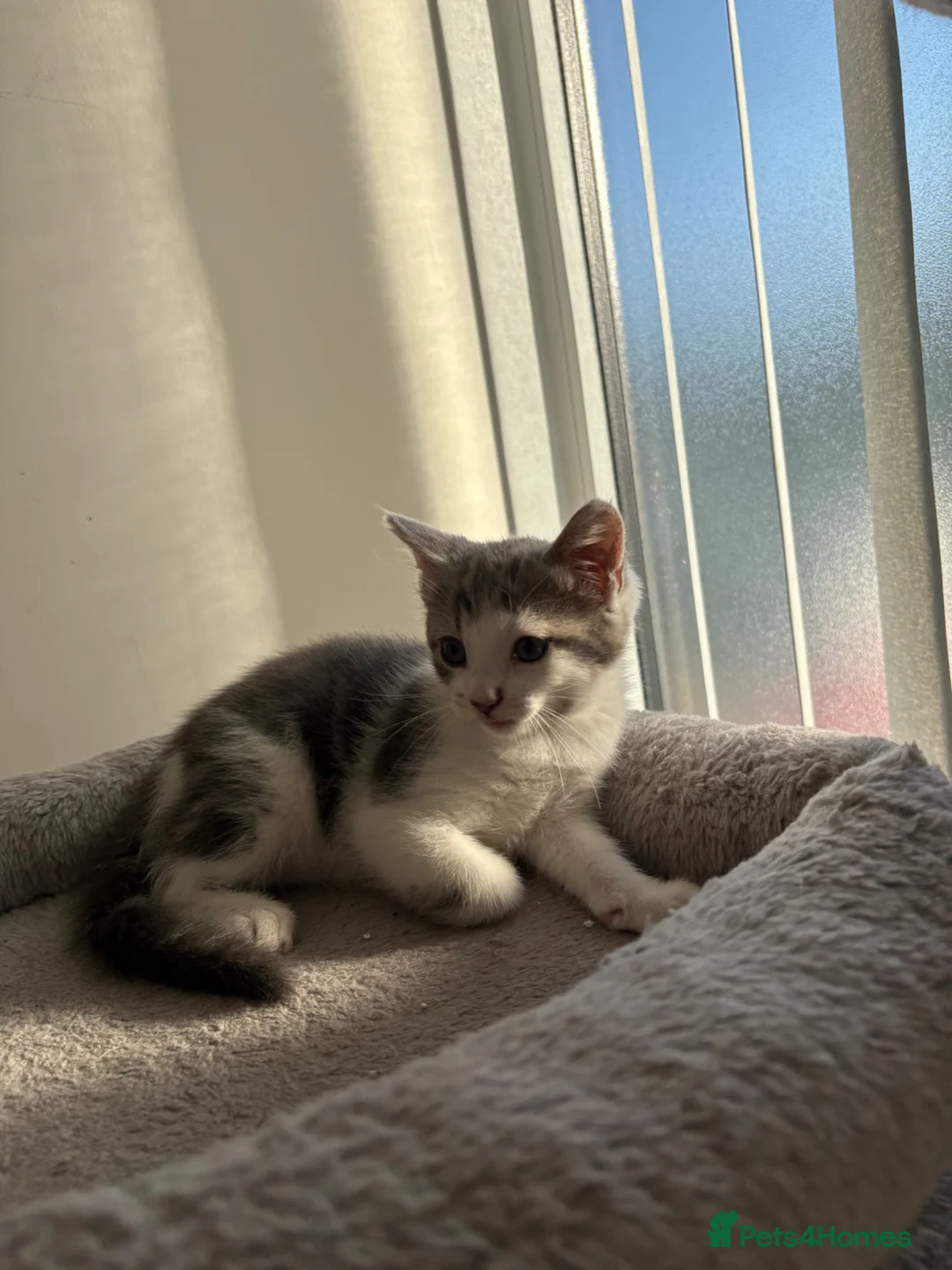 Mixed Breed cats for sale: 5 Adorable mixed breed kittens for sale. in Nottingham - Advert 2