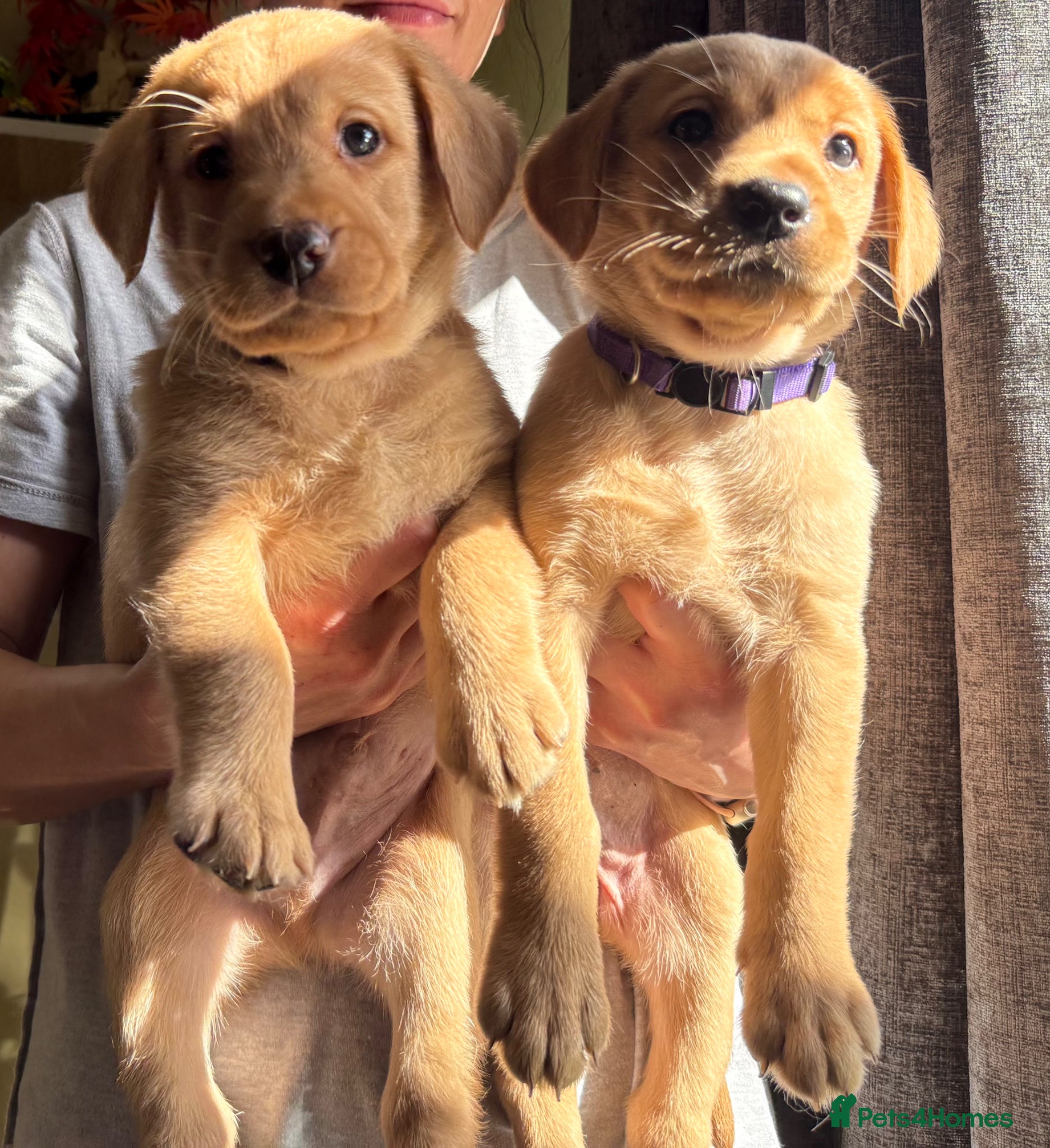 Labrador Retriever dogs Stunning fox red/yellow/white Labrador puppies - Advert 1