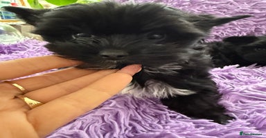 Yorkshire Terrier dogs - Advert 4