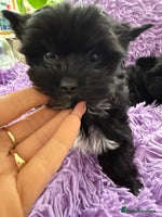 Yorkshire Terrier dogs - Advert 4