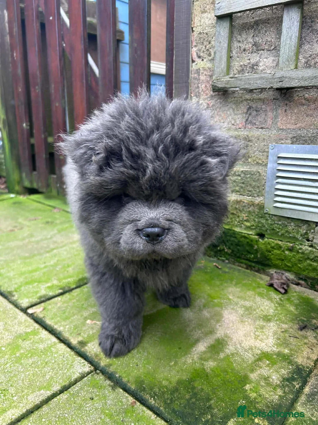 Chow Chow dogs for sale: Rough Coat Chow Chow Puppies in Peterborough - Advert 27