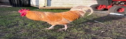 Chickens poultry for sale:  cockrell in need of a home  in Dunstable - Advert 3