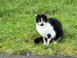 Mixed Breed cats 2 female cats - Advert 8