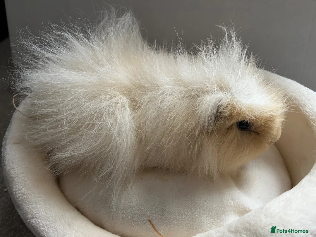 Guinea Pig rodents for sale: Male Swiss Guinea Pigs x2 in Cwmbran - Advert 7