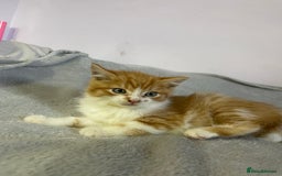 British Shorthair cats for sale: Four kittens ready to go (prices vary) - Image 4