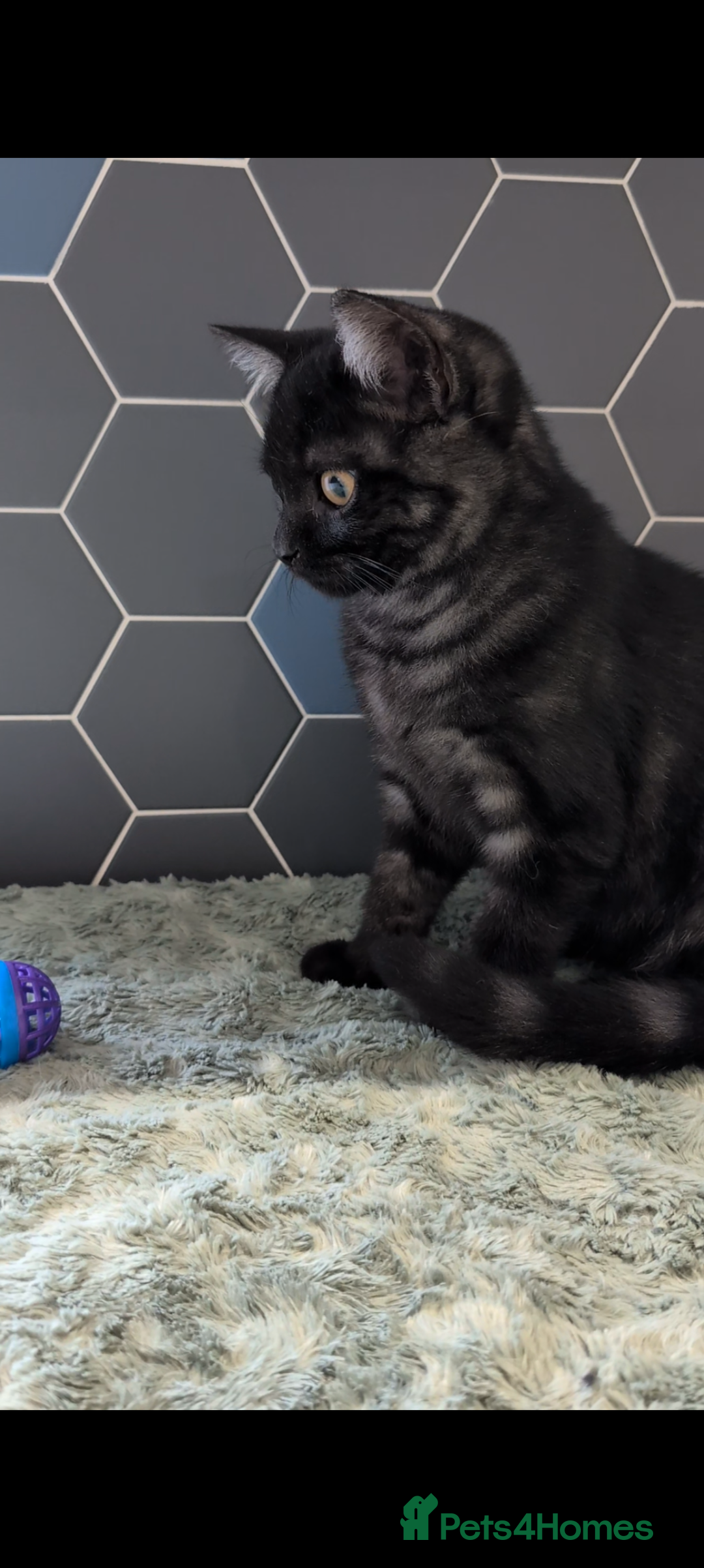 Selkirk Rex cats for sale: 😻 Stunning Selkirk Rex Mix Kittens 😻 - Image 2