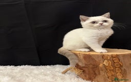 British Shorthair cats for sale: 💗 Gorgeous Full Pedigree BSH Trusted Breeder 💗 - Image 4