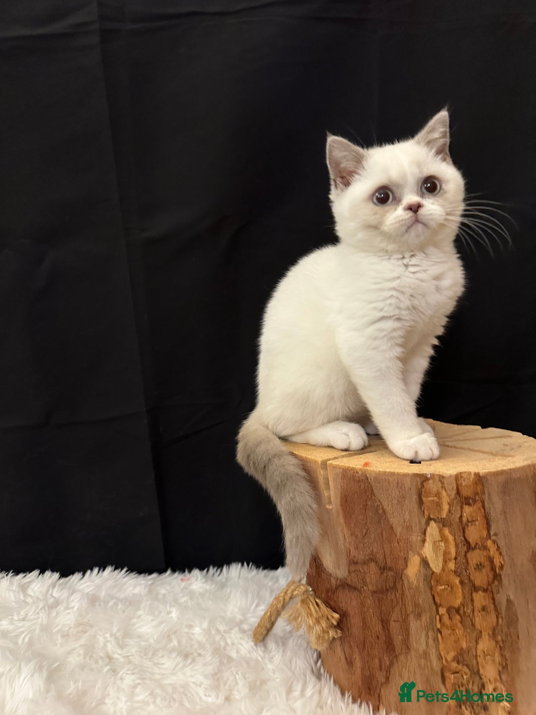British Shorthair cats for sale: 💗 Gorgeous Full Pedigree BSH Trusted Breeder 💗 - Image 4