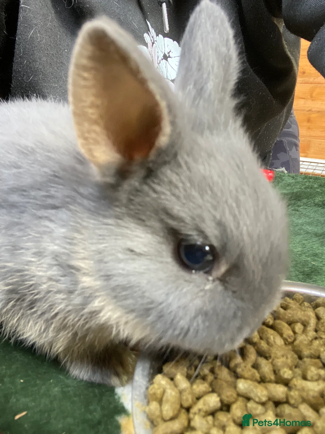 Netherland Dwarf rabbits for sale: Netherland dwarf rabbits  - Advert 3