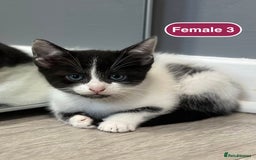 Bengal cats for sale: Gorgeous Bengal X Kittens!! - Image 27