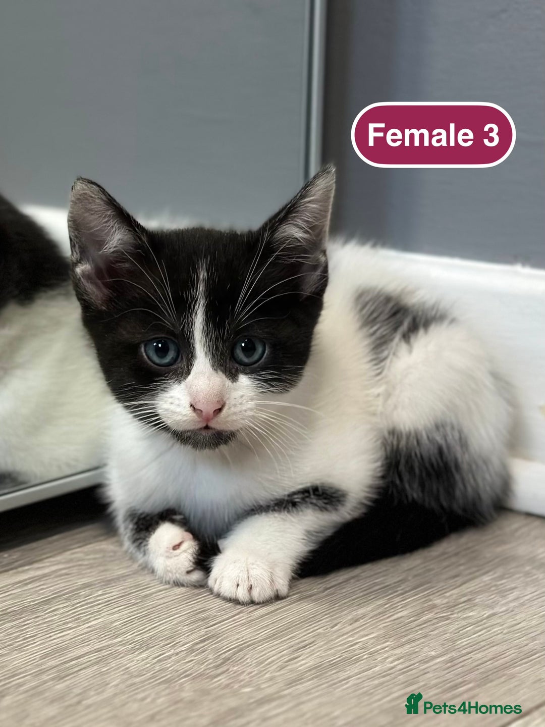 Bengal cats for sale: Gorgeous Bengal X Kittens!! - Image 27