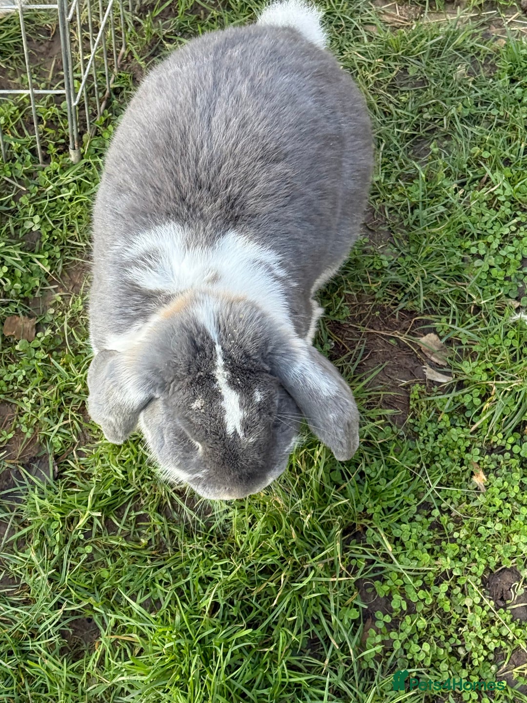 French Lop rabbits for sale: Stunning blue otter butterfly boy  - Advert 5