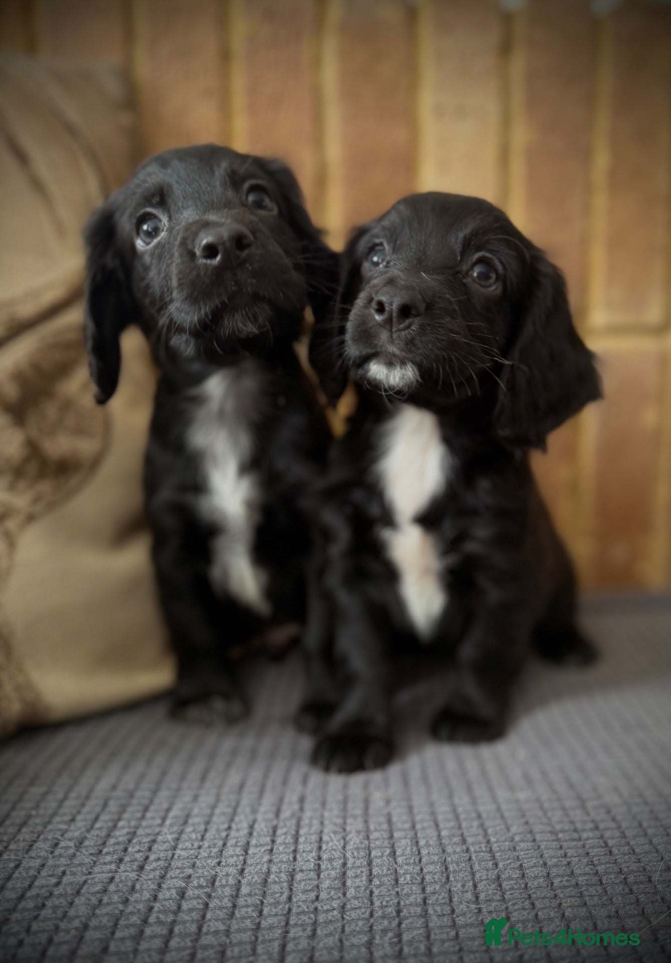 Cocker Spaniel dogs KC registers cocker Puppys  - Advert 9
