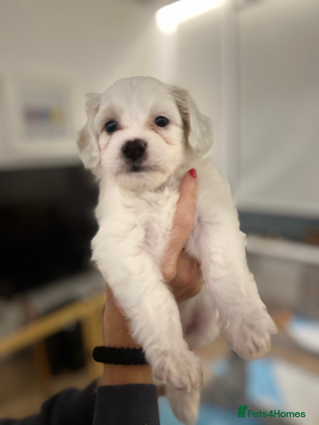 Mixed Breed dogs for sale: Tiboodle Puppies – Toy Poodle x Tibetan Terrier - Image 15
