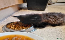 European cats for sale: two long hair kittens - Image 11