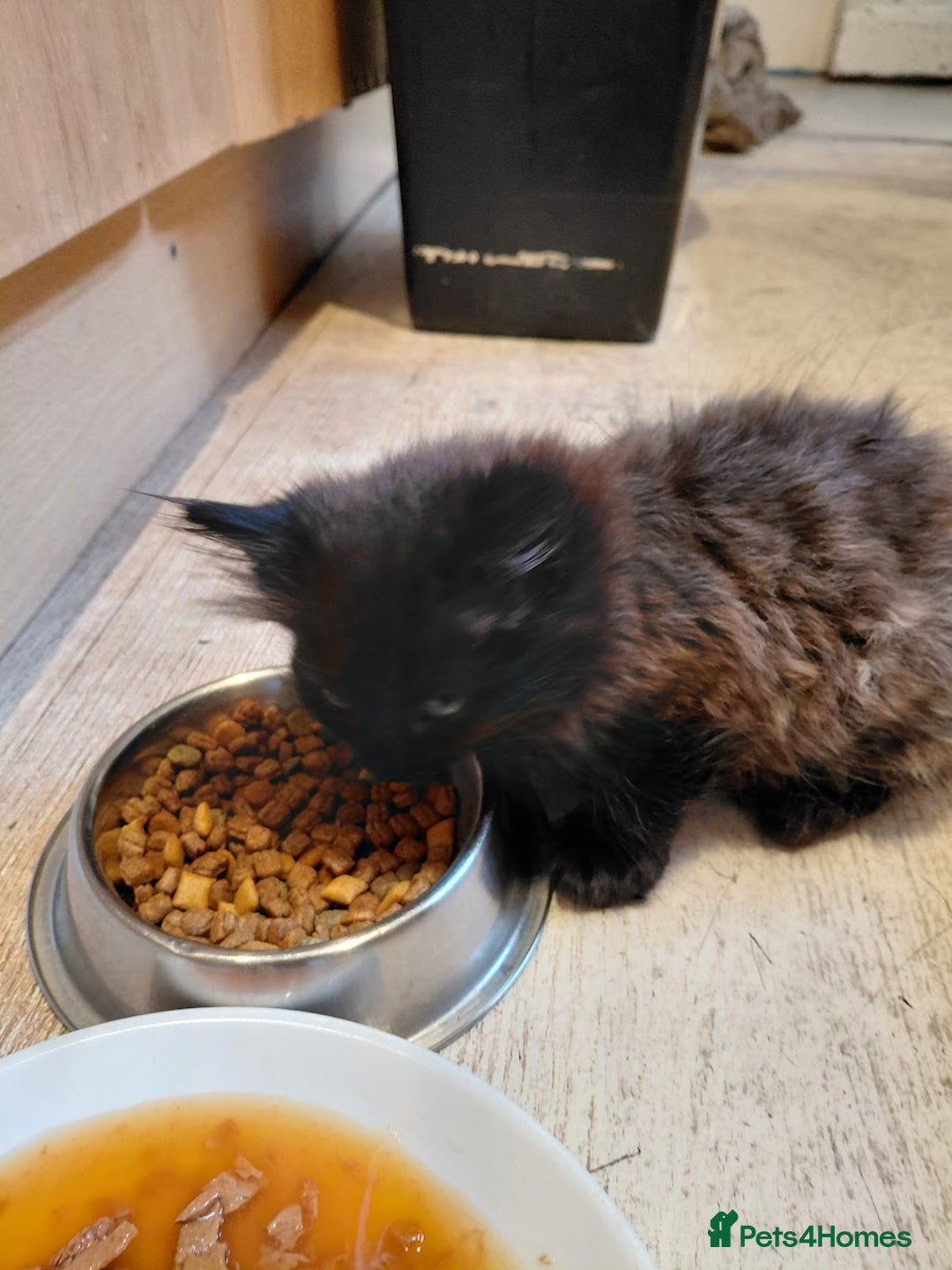 European cats for sale: two long hair kittens - Image 11