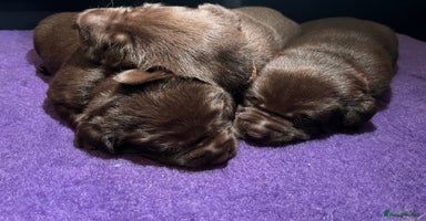Labrador Retriever dogs - Advert 5