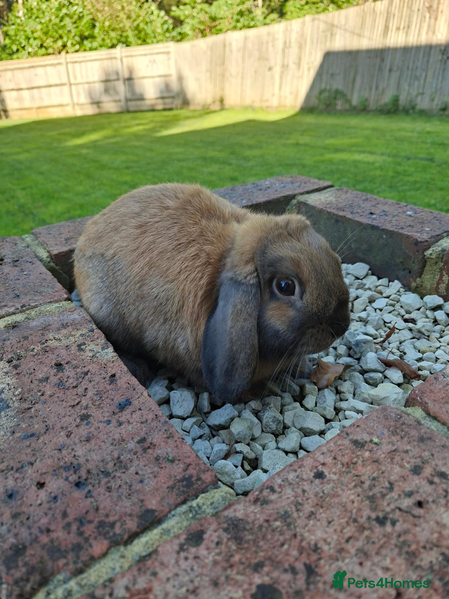 Mini Lop rabbits Gorgeous mini lop rabbit - Advert 1