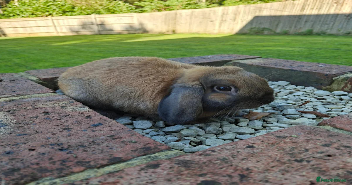 Mini Lop Rabbits for Sale for sale in London, Greater London | Pets4Homes