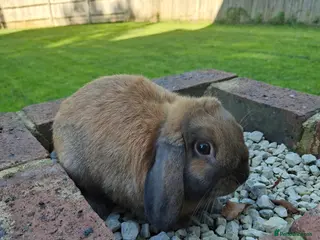 Mini Lop rabbits Mini lop rabbit - Advert 1