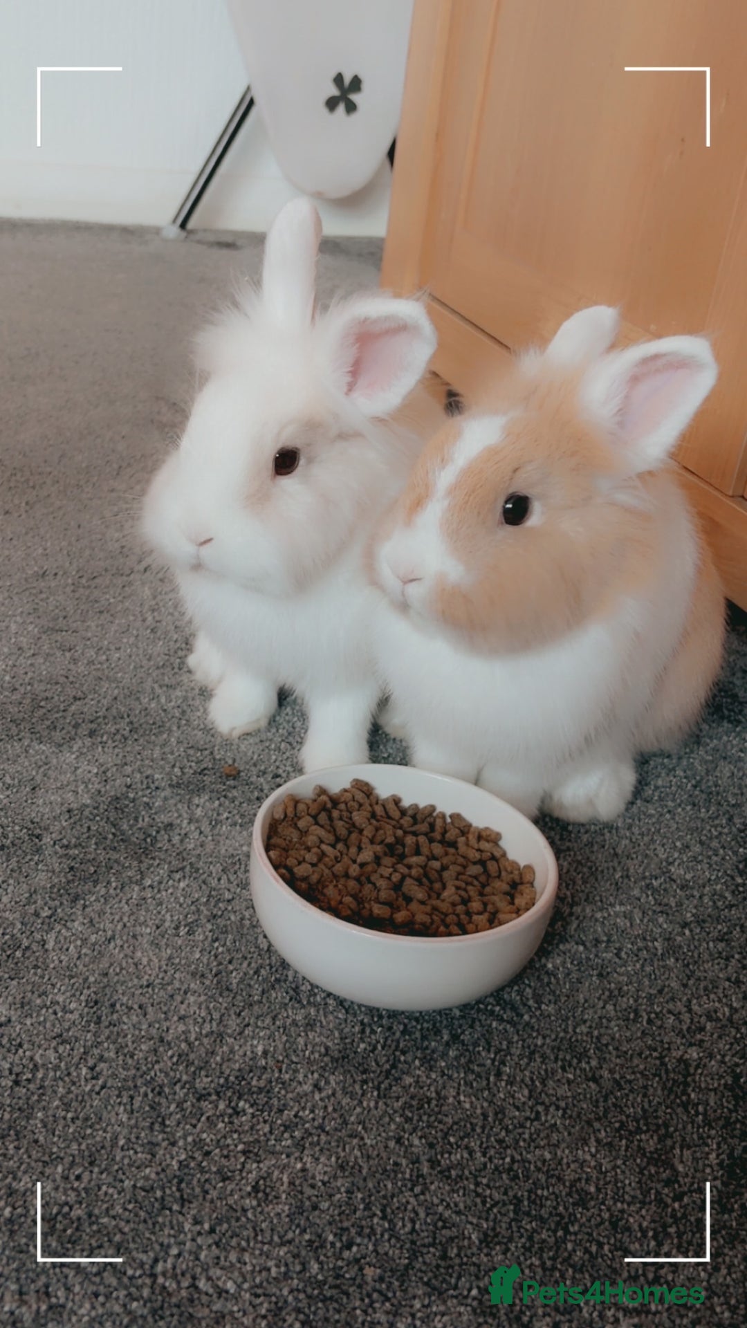Lionhead rabbits for sale: 2 male rabbits brothers  - Advert 1