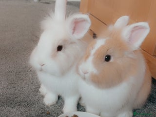 Lionhead rabbits 2 male rabbits brothers - Advert 14