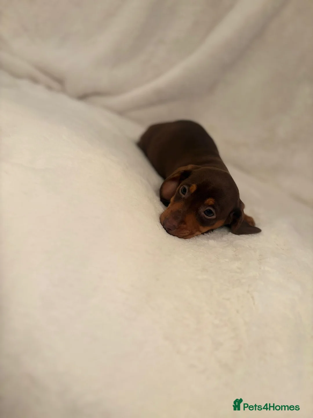 Miniature Dachshund dogs for sale: Beautiful babbies - Advert 2