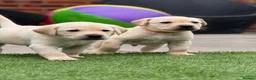 Labrador Retriever dogs for sale: Labrador puppies  - Advert 23