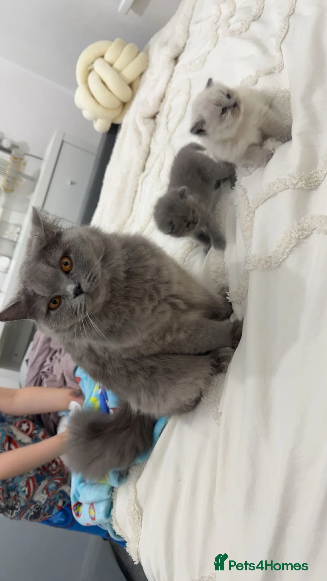 British Longhair cats for sale: Bluepoint British longhair grey British shorthair  - Advert 3