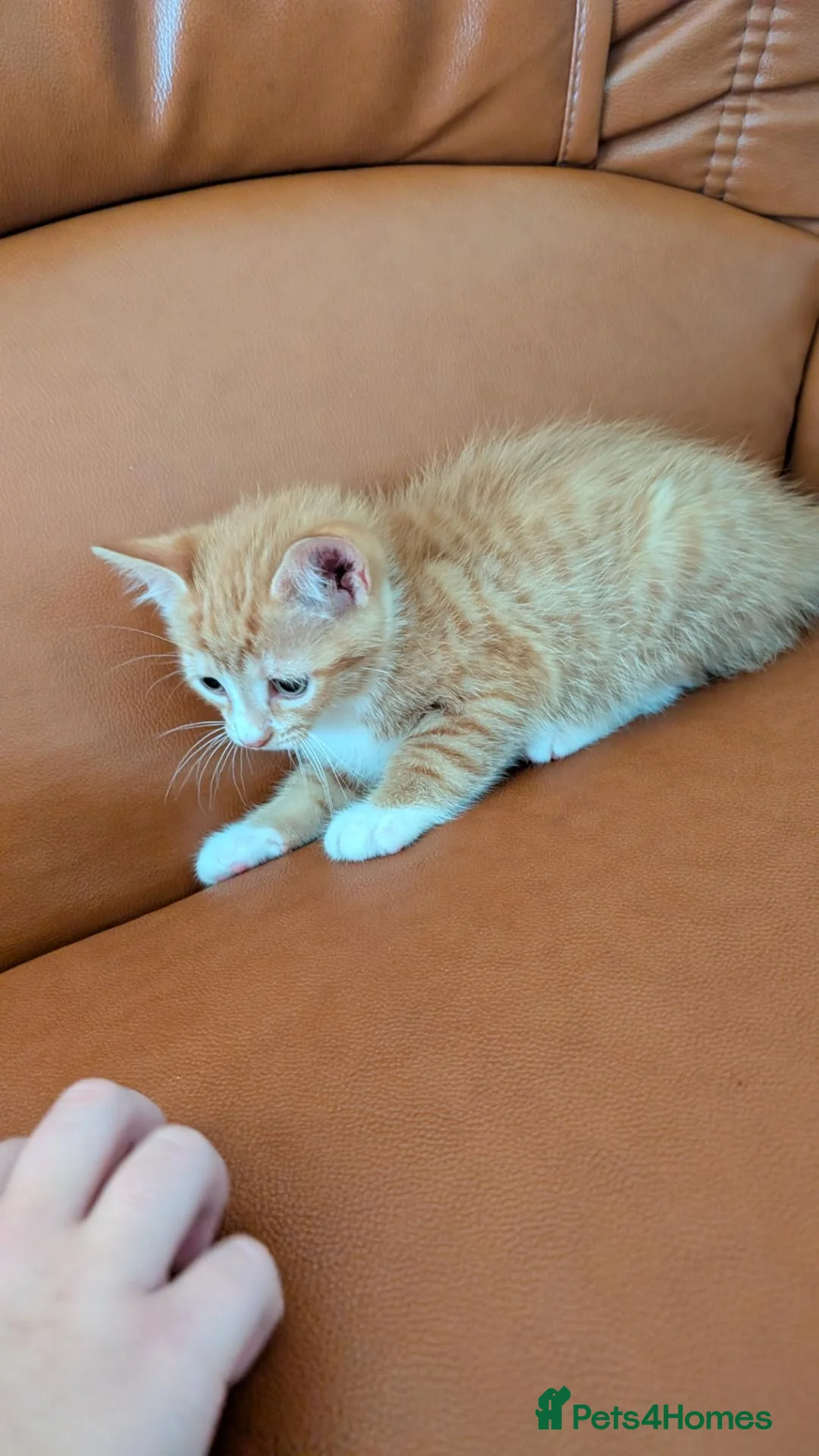 Mixed Breed cats for sale:  Beautiful Kittens Looking for friendly home  in Wigston - Advert 11