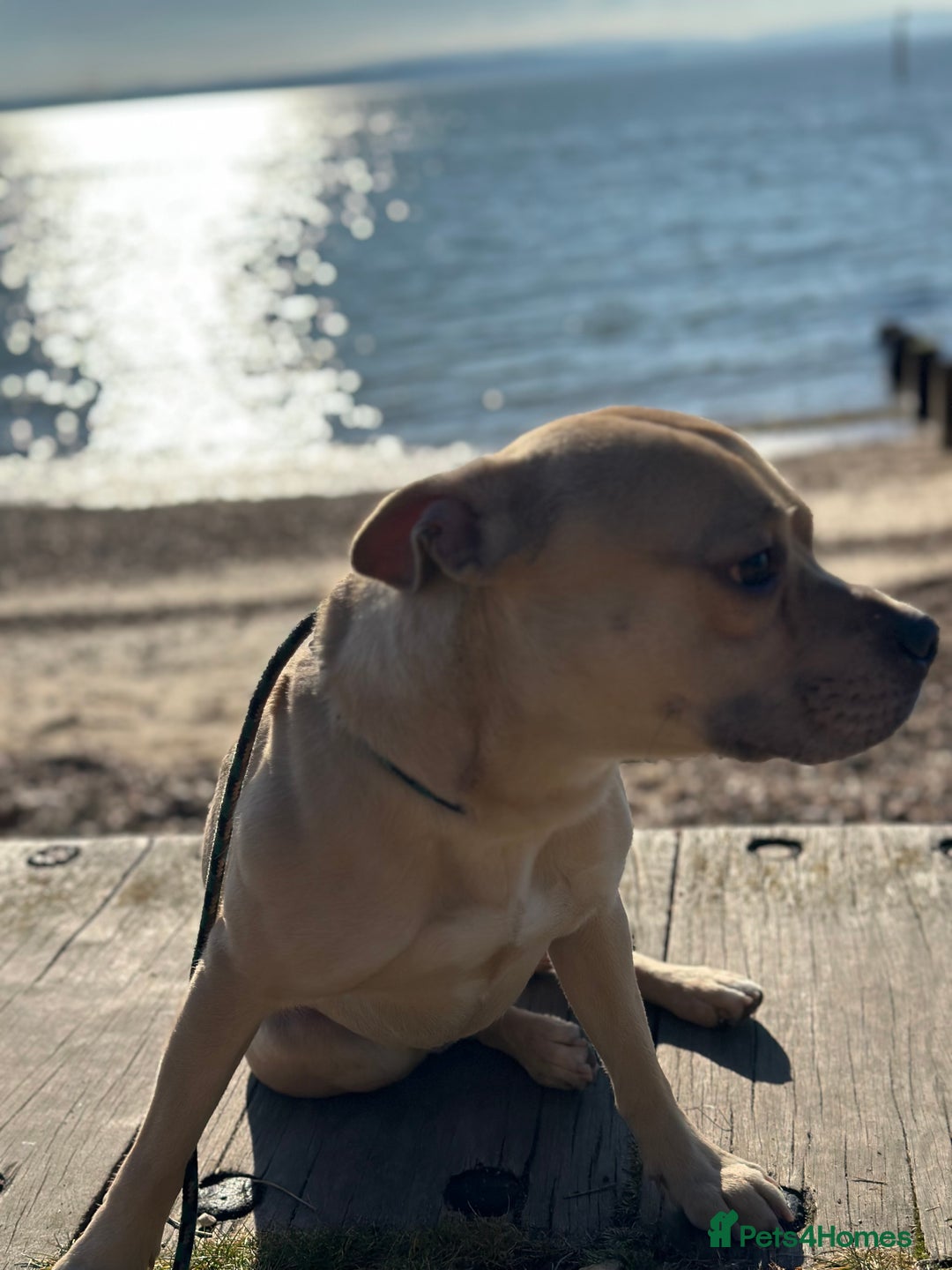 Mixed Breed dogs for sale: Staff x frenchie  - Advert 8