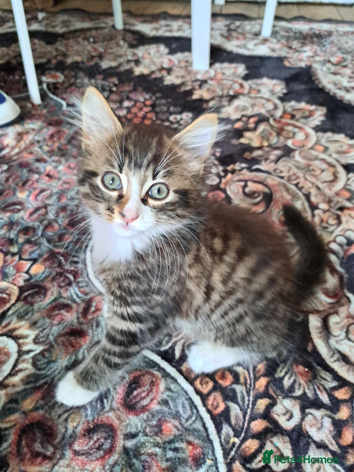 Mixed Breed cats Stunning mixed breed kittens - Advert 3