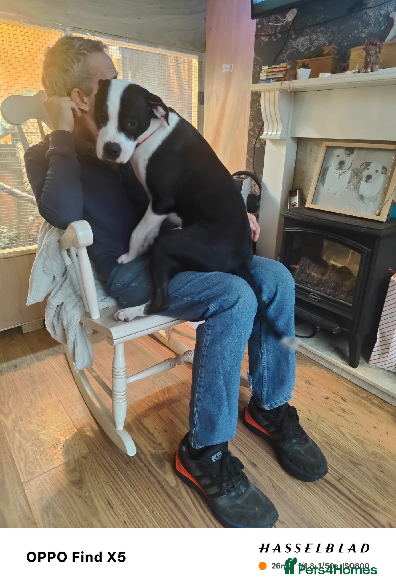 Mixed Breed dogs for sale: 2 female American bulldog x staffys available  - Advert 4