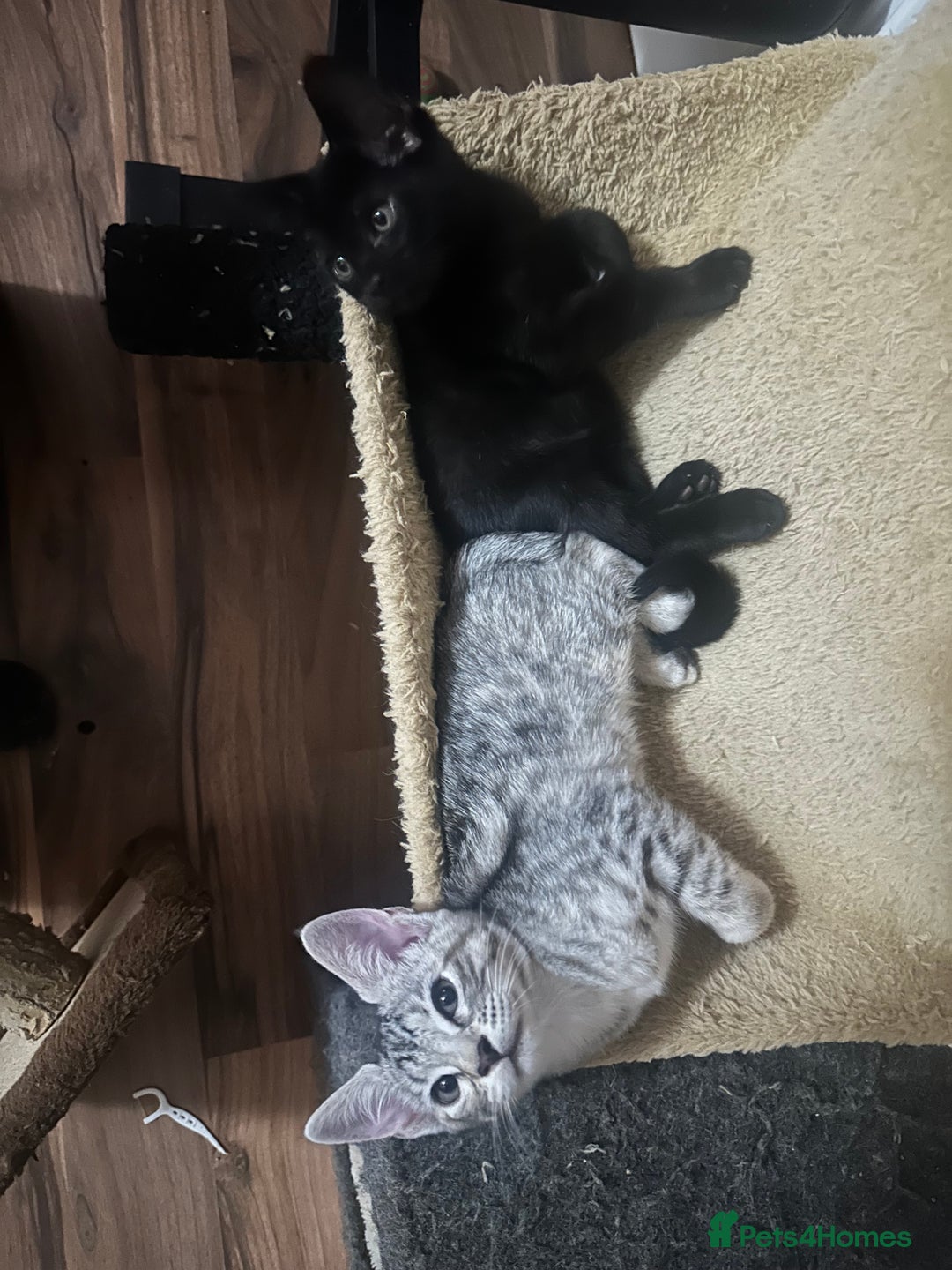 Mixed Breed cats for sale: Amazing Half Bengals !!! - Advert 25