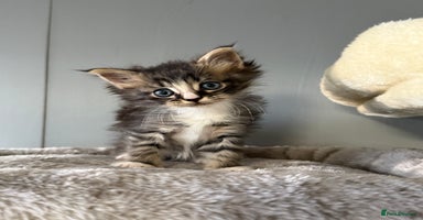 Maine Coon cats - Advert 7