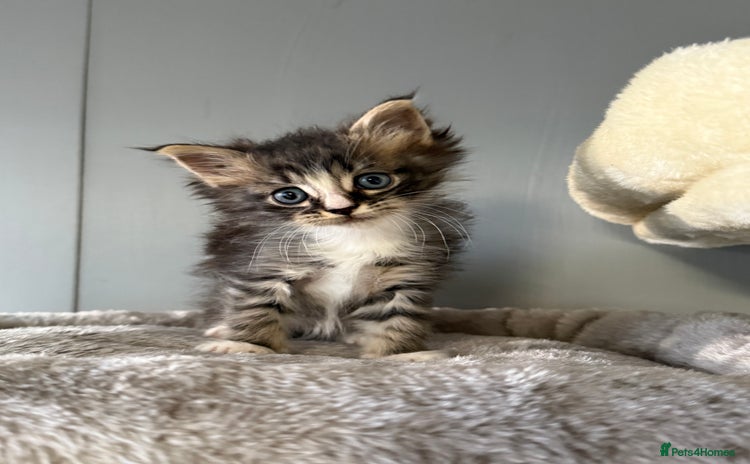Maine Coon cats - Advert 2