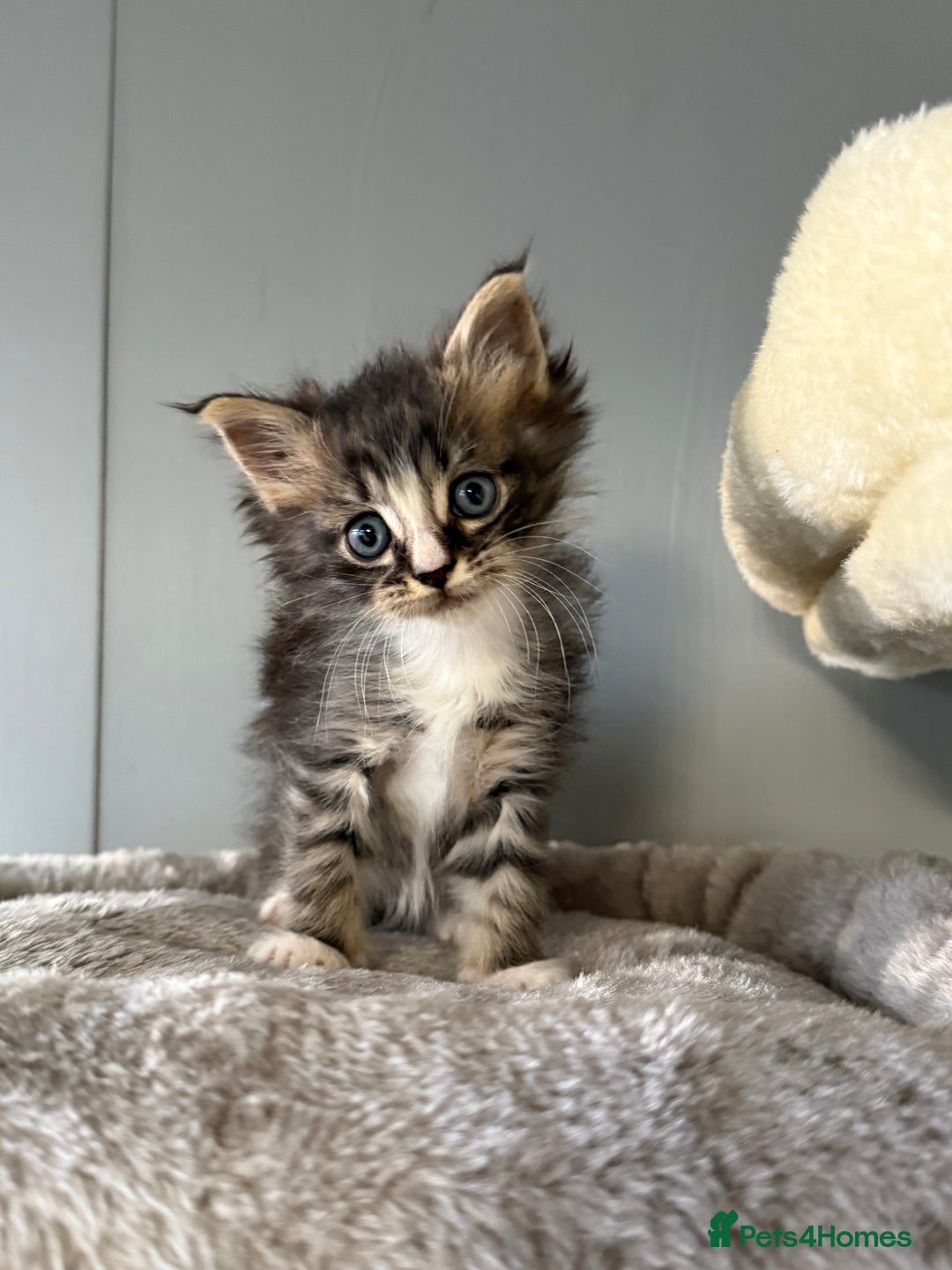 Maine Coon cats for sale: Maine Coon Kittens  - Image 1