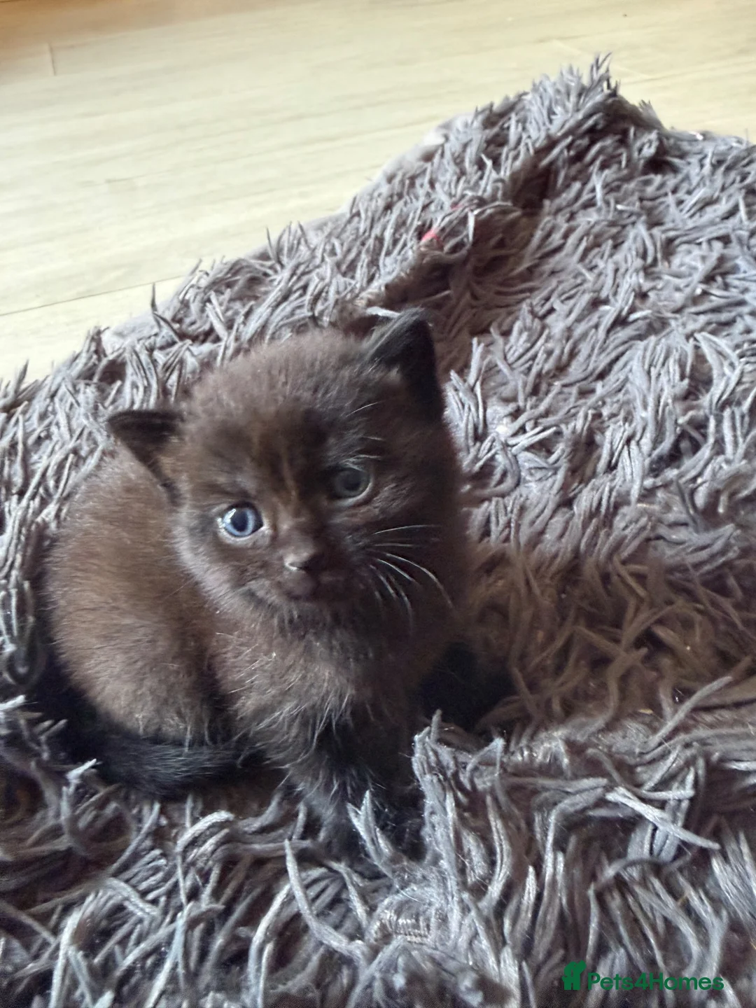 Mixed Breed cats for sale: Lilac seal point bsh x kittens  - Advert 12