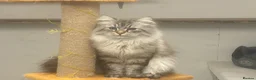 Siberian cats for sale: 🩶🩶Stunning Silver Traditional Siberian’s🩶🩶 - Advert 19