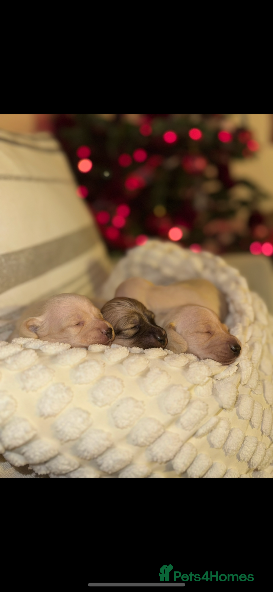 Dachshund dogs for sale: Stunning litter-cream miniature dachshund puppies - Advert 1