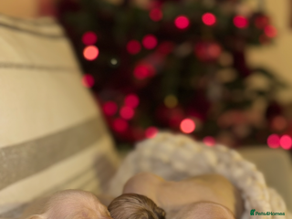 Dachshund dogs Stunning litter-cream miniature dachshund puppies - Advert 1