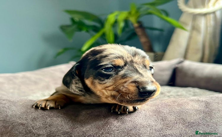 Miniature Dachshund dogs - Advert 1