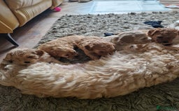 Cavapoo dogs for sale: 5* Beautiful cavapoo puppies 🐶 in Swansea - Image 12